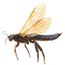   Sirex nitidus  male dark form lateral habitus; photo by H. Goulet, CNC 
